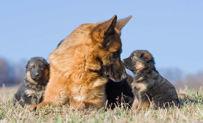 my-dog-and-her-puppies-r-unlikelyfriends